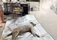 宠物店火灾监控曝光，店长冒死救生感动全网：没人比我更知道位置