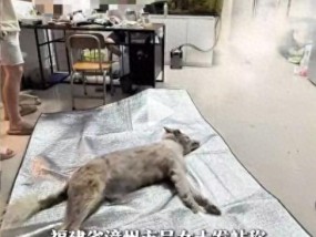 宠物店火灾监控曝光，店长冒死救生感动全网：没人比我更知道位置