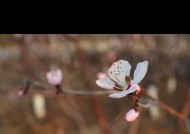 怎么用ai生成水印相机照片？操作流程是怎样的？