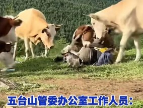 疑似反转！五台山游客被牛群踩踏，当事人道出实情，否认喂牛肉干