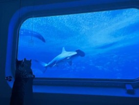 猫咪对投影仪的反应为何？为何会一直叫？