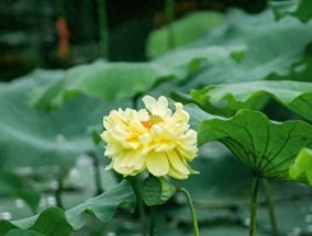 河南！局部有大雨大暴雨！具体位置分布如下！未来几天的天气预报
