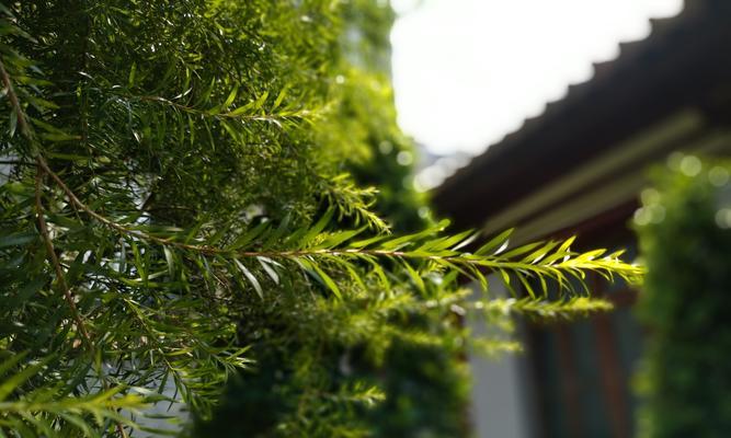 相机虚化效果之魅力展现（如何调整相机虚化效果）  第1张