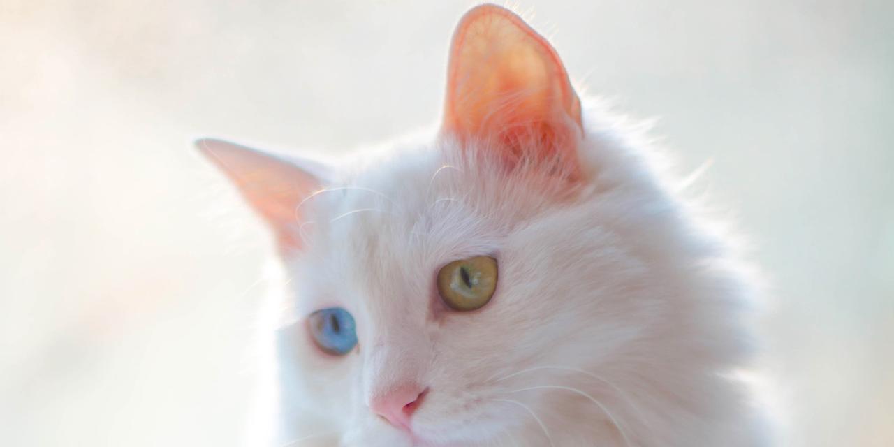 猫亮红灯的原因和解读（探究猫咪为何在红灯下停留的奥秘与意义）  第1张