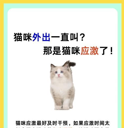 猫咪对投影仪的反应为何？为何会一直叫？  第2张