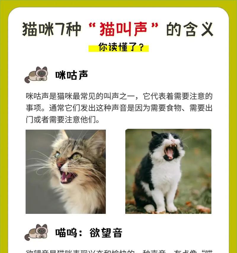 猫咪对投影仪的反应为何？为何会一直叫？  第3张
