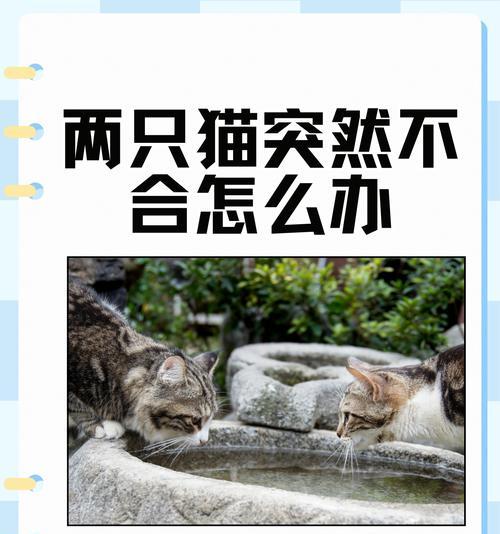 淘汰的猫和路由器安全处置方法是什么？  第3张