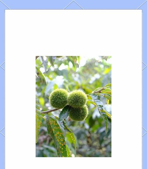 佳能相机实片模糊如何调整？调整过程中需要注意什么？  第1张