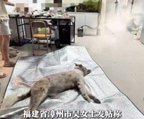 宠物店火灾监控曝光，店长冒死救生感动全网：没人比我更知道位置  第1张