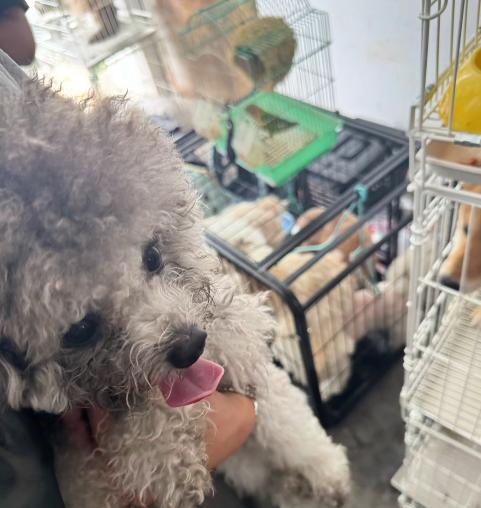 宠物店火灾监控曝光，店长冒死救生感动全网：没人比我更知道位置  第13张