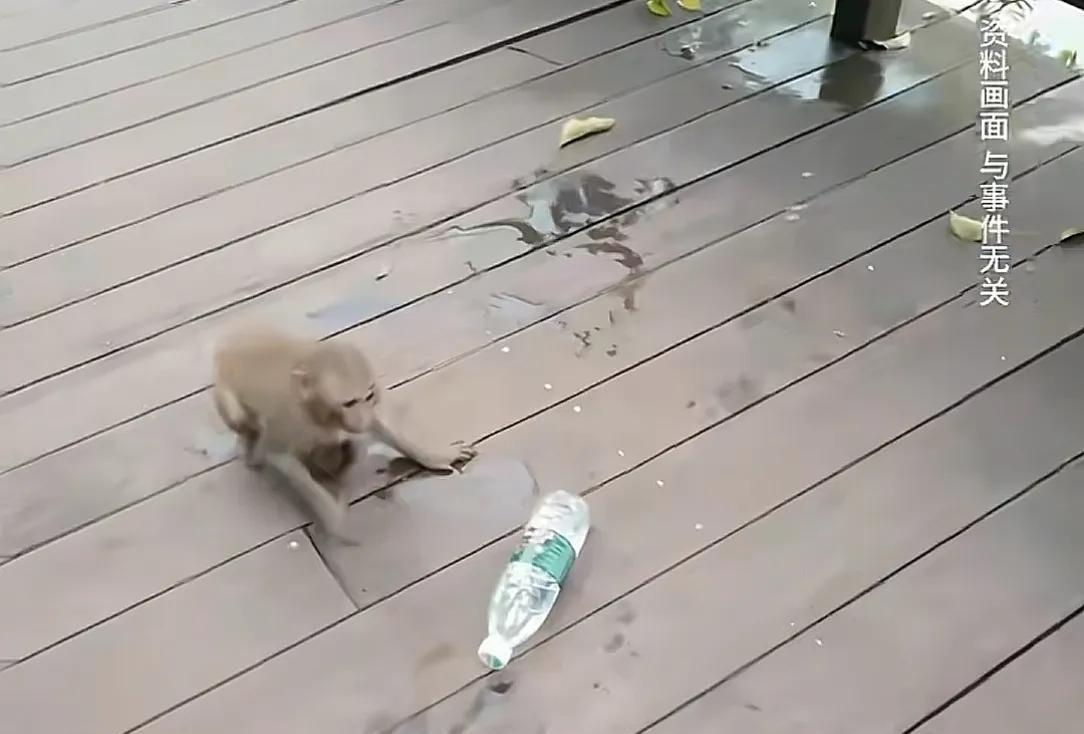 你再打猴我打你！保洁大爷驱赶猴子被一南京游客辱骂，公园回应  第4张