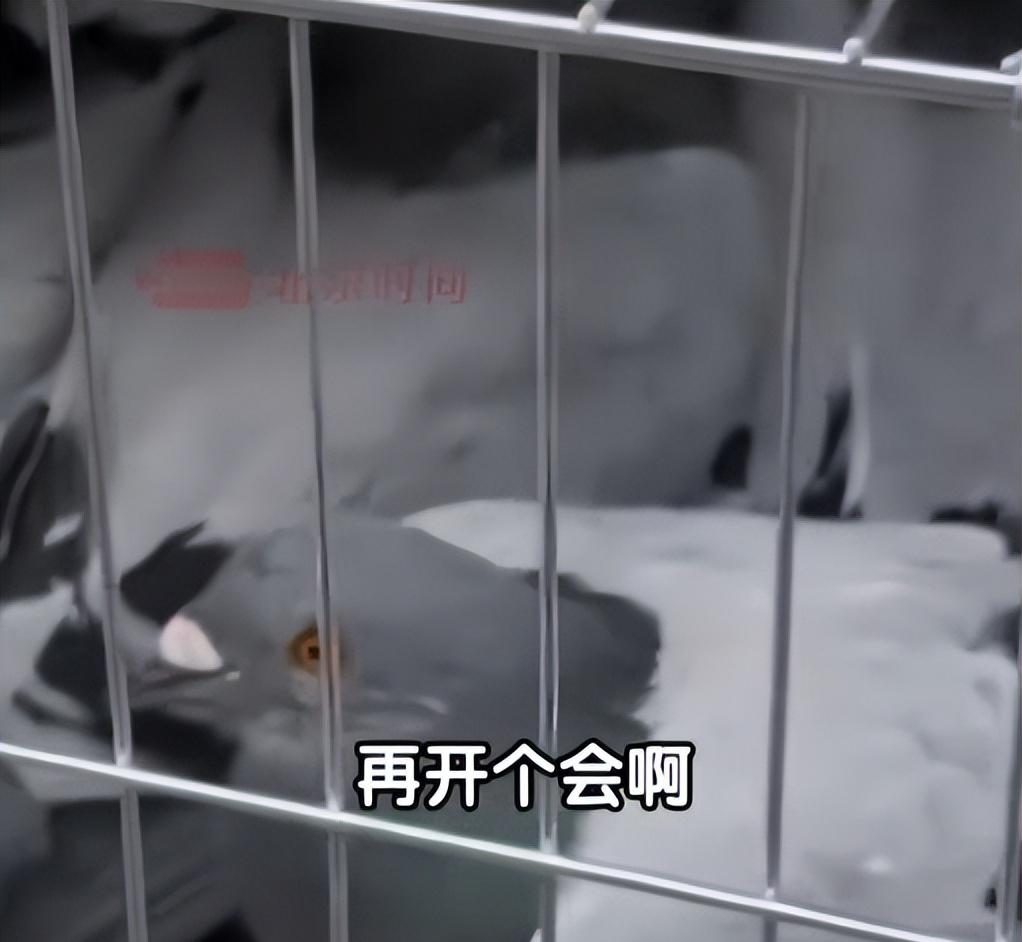 93阅兵后的“小意外”！8万和平鸽有的5分钟到家，有的迷路被偶遇  第6张